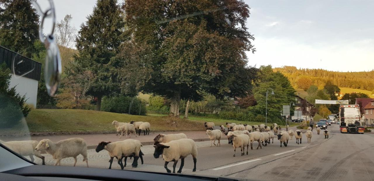 Ferienwohnung Tannenballett Im Schwarzwald بيرسبرون المظهر الخارجي الصورة